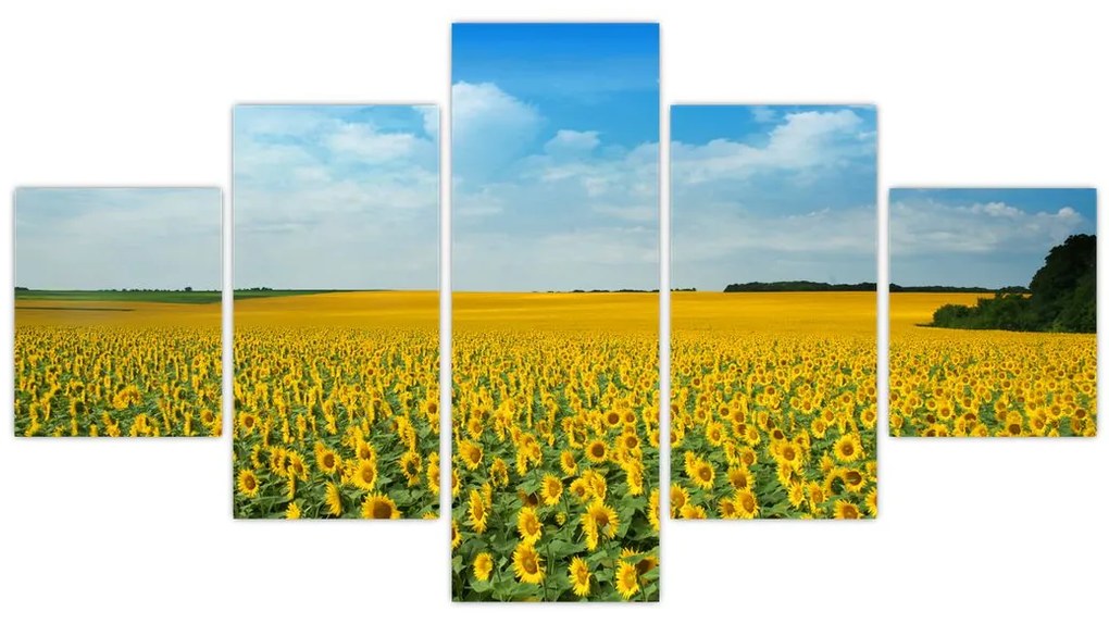 Obraz - ciąg słoneczników (125x70 cm)
