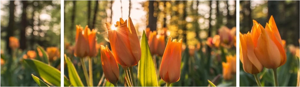 Obraz - pomarańczowe tulipany (170x50 cm)