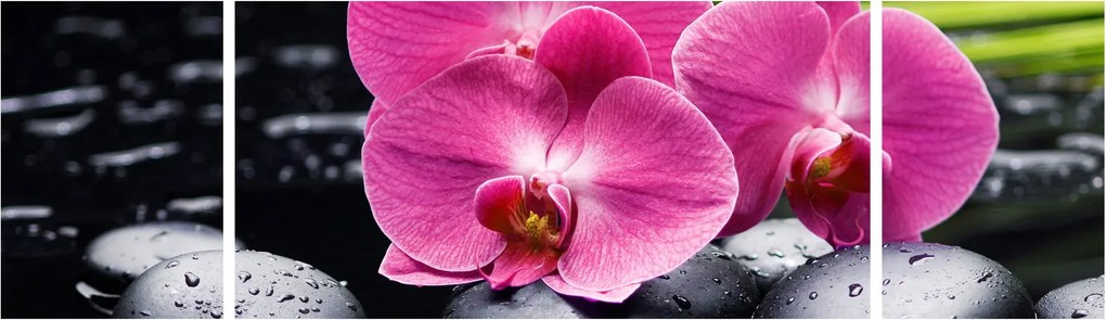Obraz - Różowe orchidee z liściem palmy (170x50 cm)