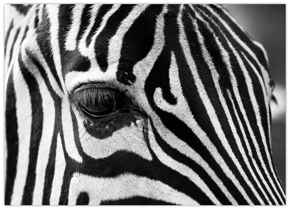 Obraz na szkle - zebra (70x50 cm)