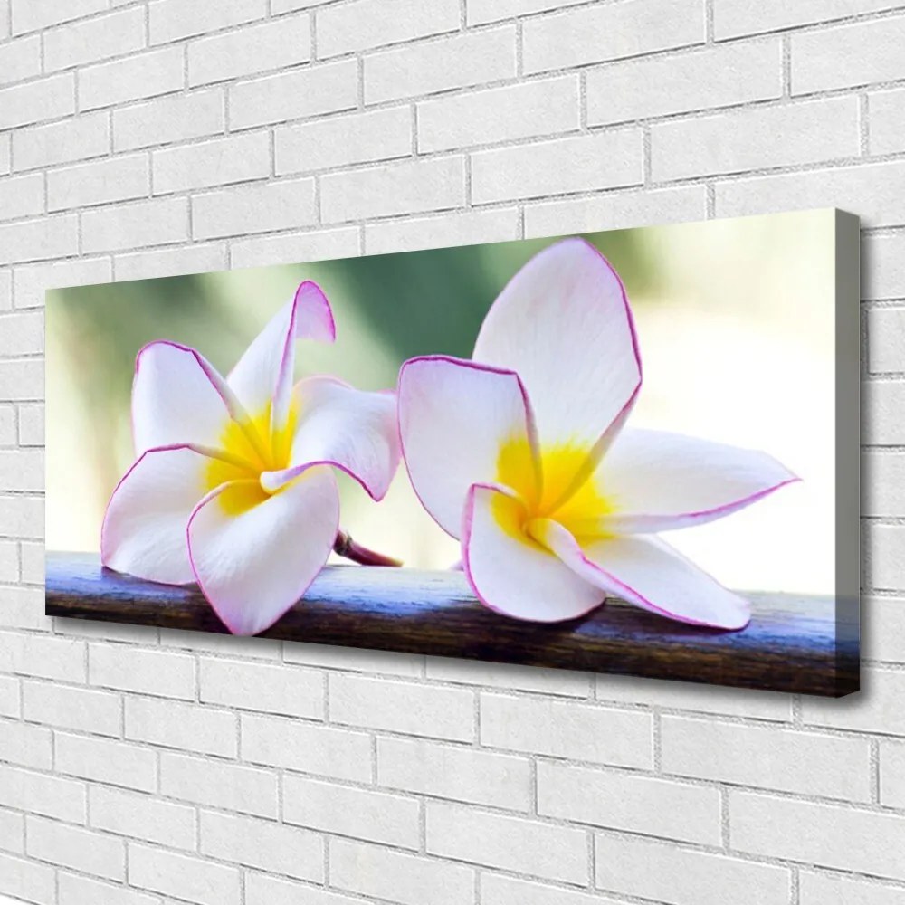 Obraz Canvas Kwiaty Płatki Plumeria