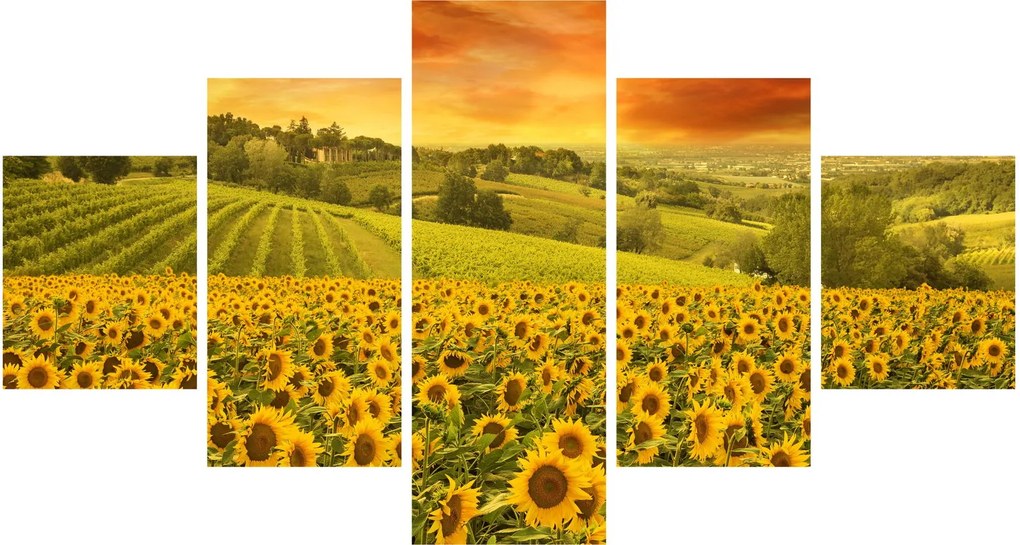 Obraz - Pole słoneczników (125x70 cm)