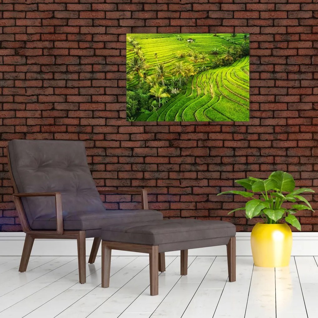 Obraz na szkle - Pola ryżowe (70x50 cm)