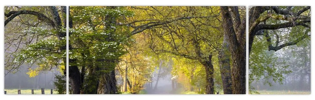 Zdjęcie - Smoky Mountains, Gatlinburg, USA (170x50 cm)