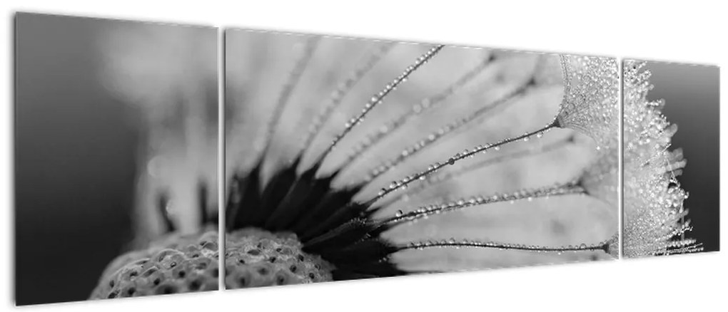 Obraz dmuchawca, czarno - biały (170x50 cm)