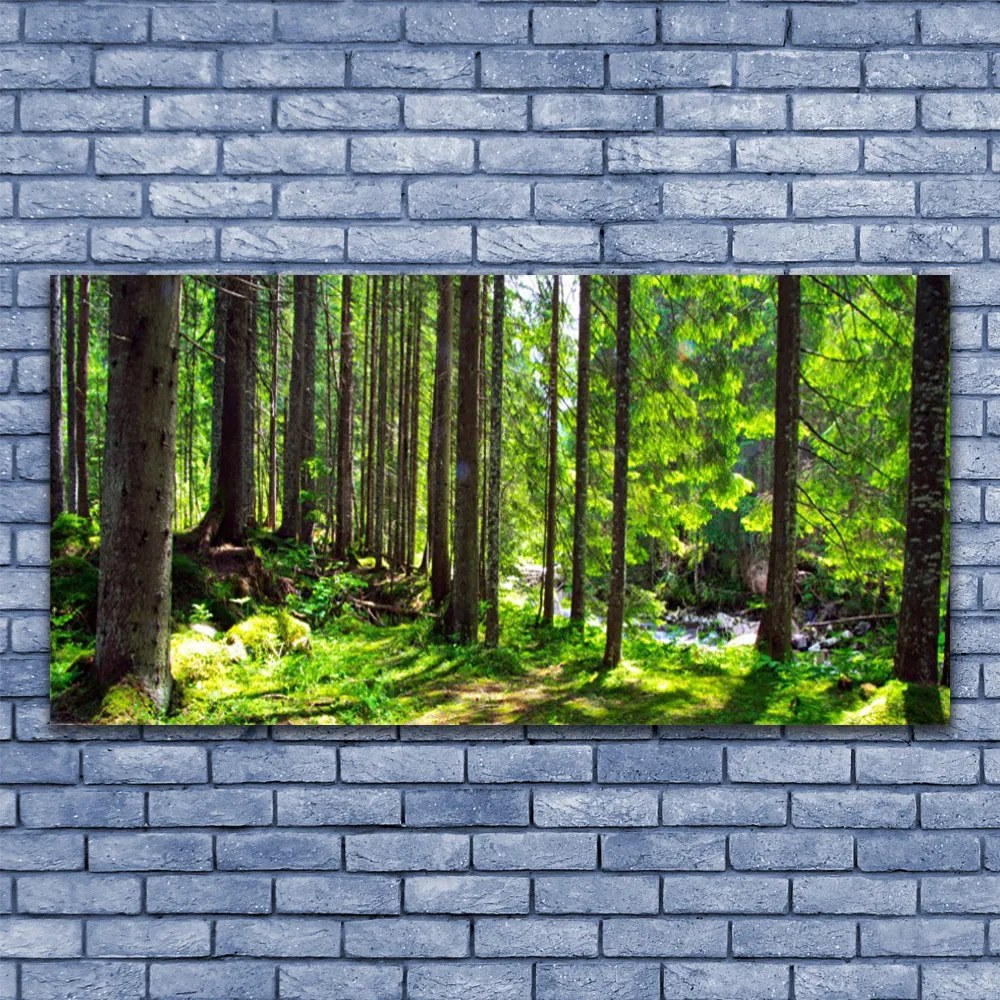 Obraz Akrylowy Las Drzewa Roślina Natura
