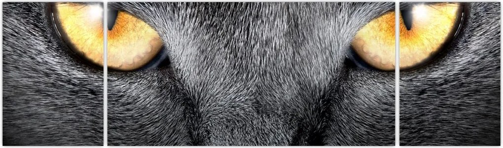 Obraz - Portret kota z bliska (170x50 cm)