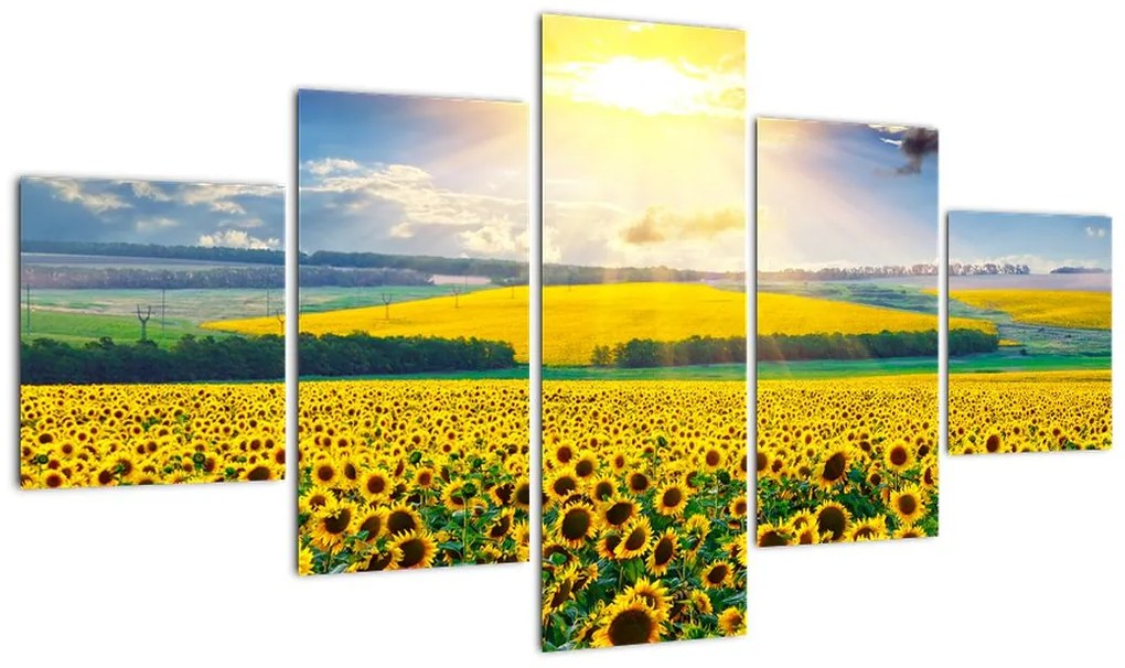 Obraz - Pole słoneczników (125x70 cm)