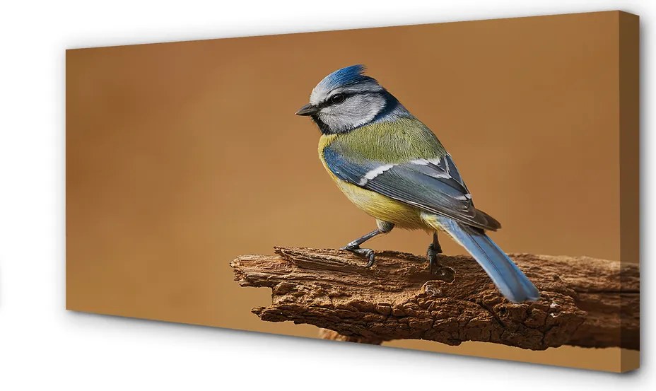 Zdjęcie na płótnie Portret Ptaka