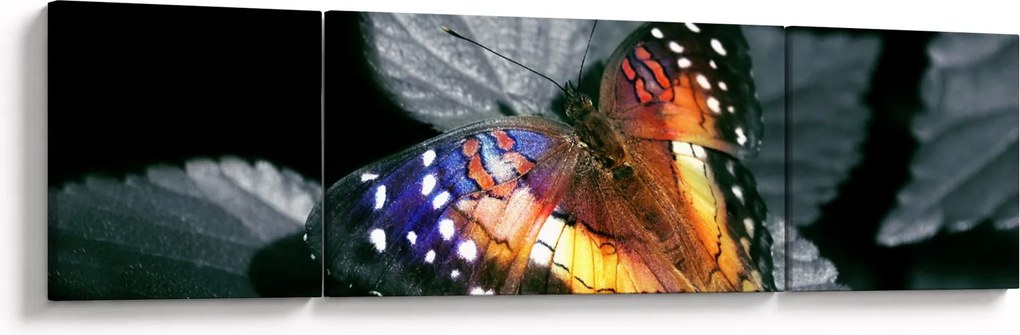 Obraz motyla (170x50 cm)
