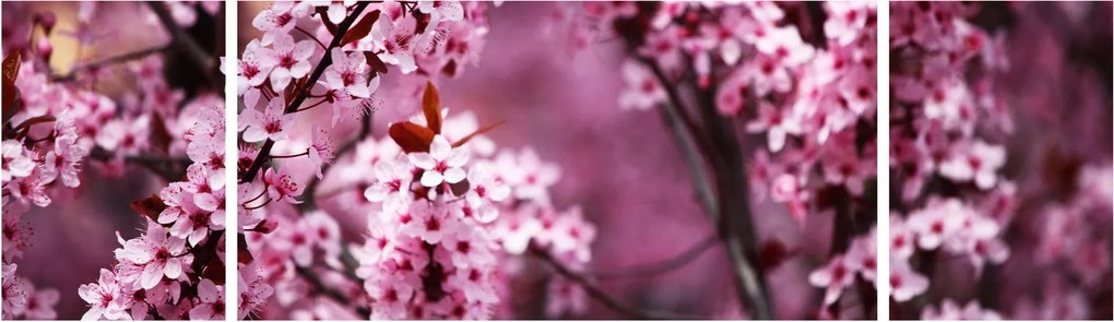 Obraz - Różowa sakura (170x50 cm)