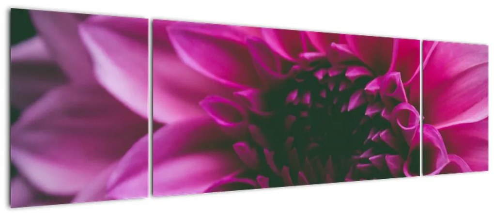 Obraz różowego kwiatu róży (170x50 cm)