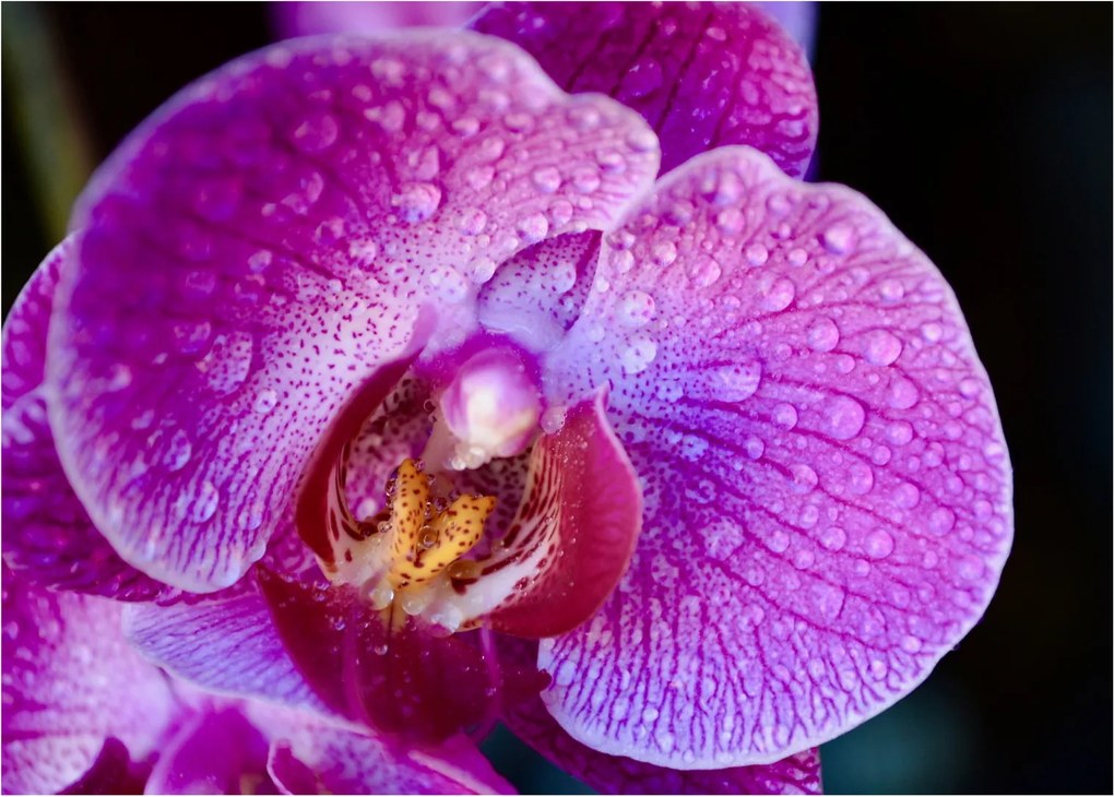 Obraz na szkle - zbliżenie kwiatu orchidei (70x50 cm)