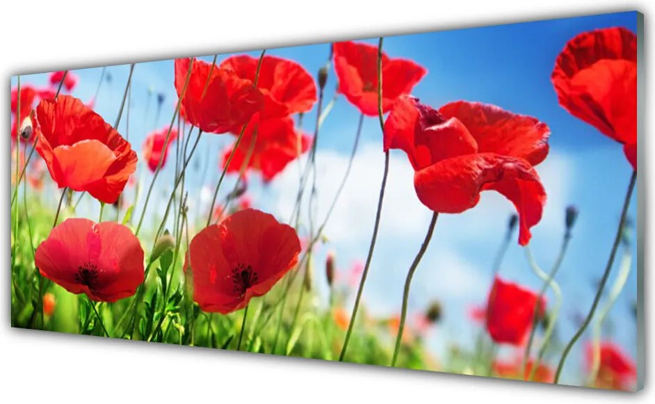 Panel Szklany Polne Maki W Rozkwicie