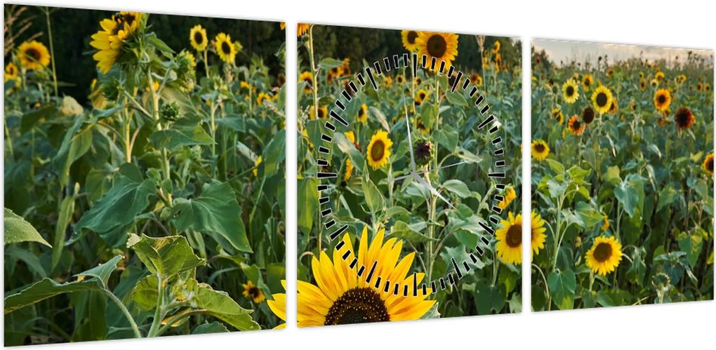 Obraz - Sunflower Field II. (z zegarem) (90x30 cm)