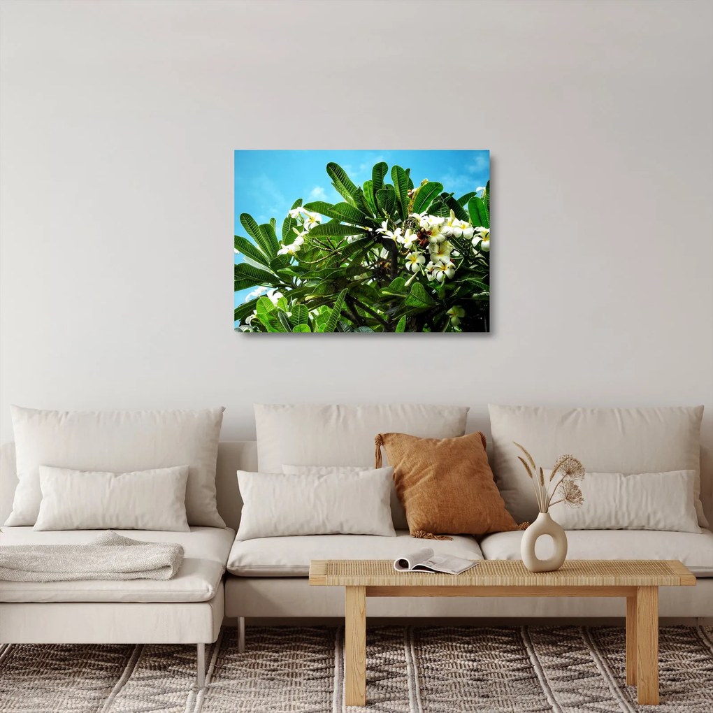 Obraz na szkle - Plumeria (70x50 cm)