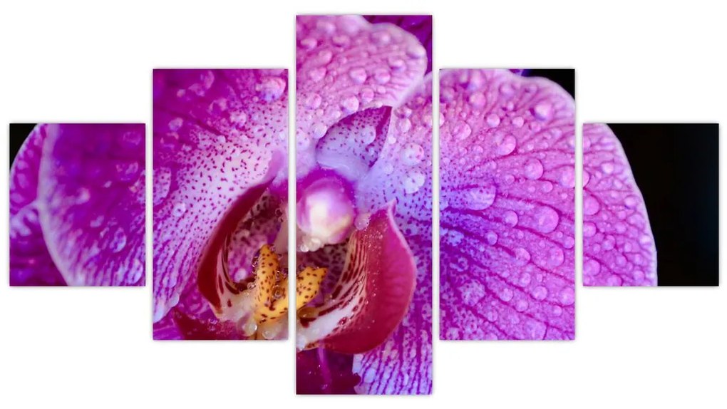 Zbliżenie kwiatu orchidei (125x70 cm)