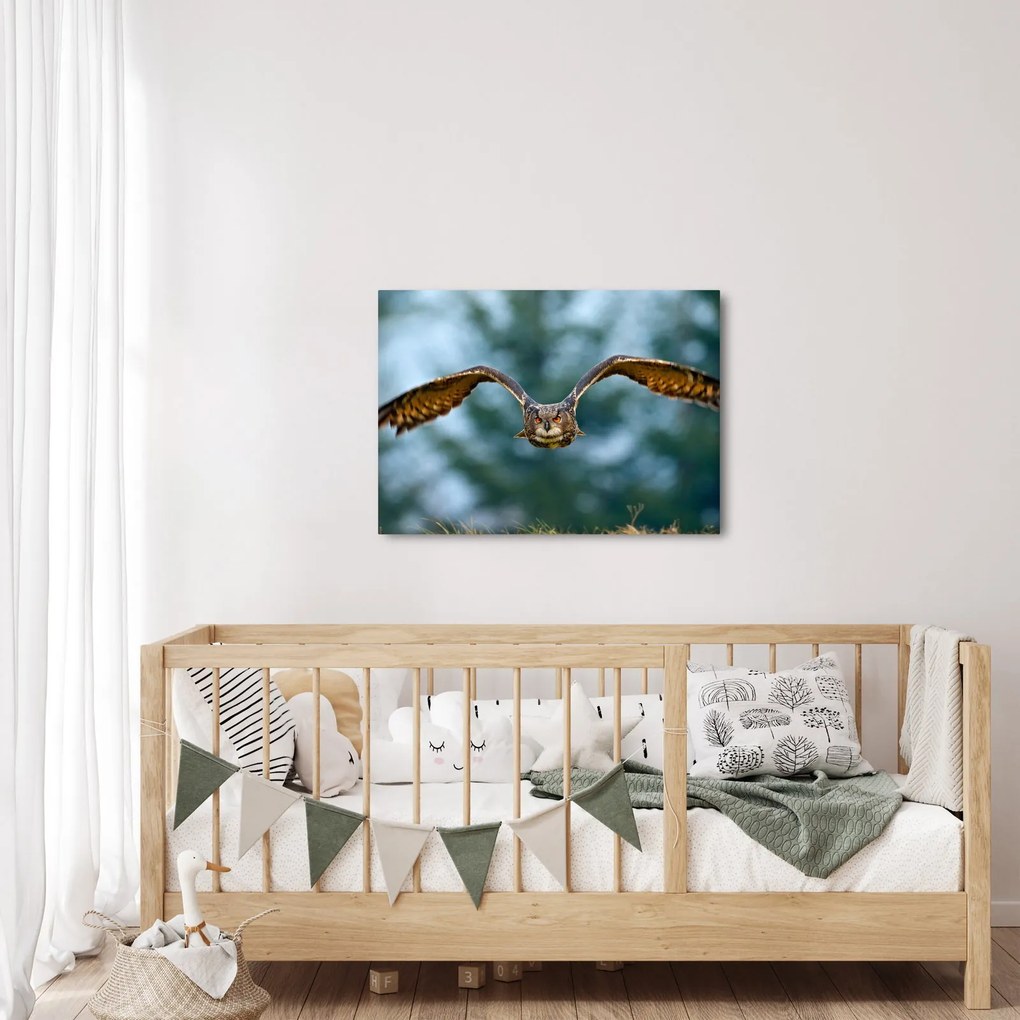 Obraz - Sowa w locie (70x50 cm)