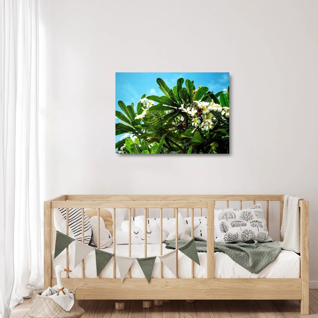 Obraz na szkle - Plumeria (70x50 cm)