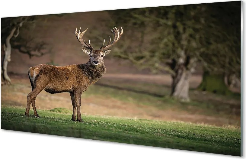 Panel nad Blat Kuchenny Spokój Jelenia na Polanie
