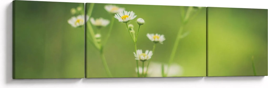 Obraz stokrotek (170x50 cm)