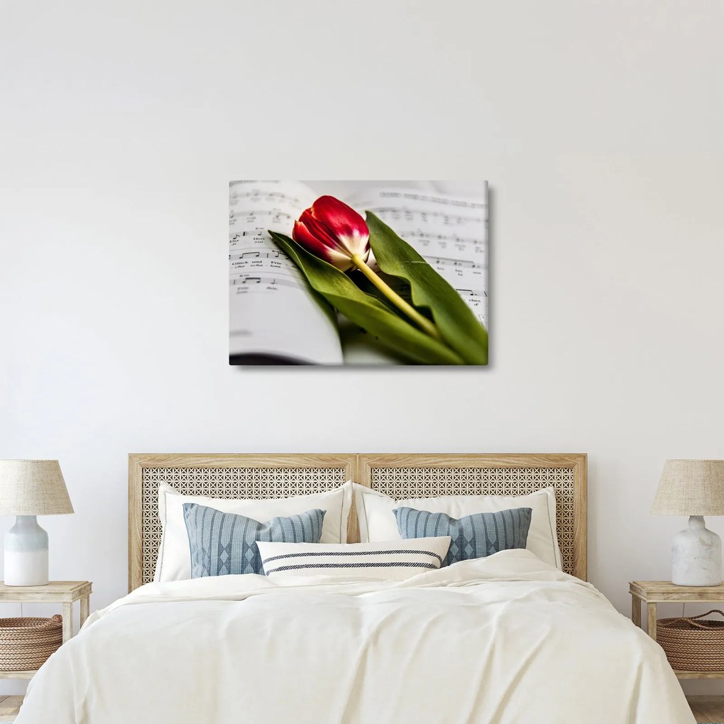 Obraz czerwonego tulipana (70x50 cm)