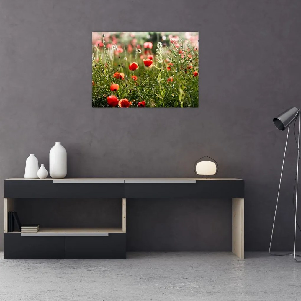 Obraz na szkle maków (70x50 cm)