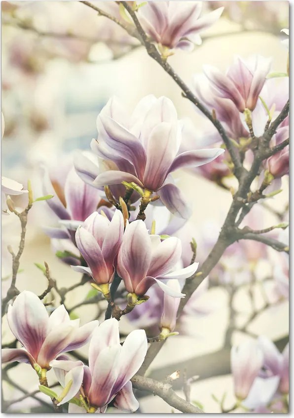 Obraz zdjęcie szkło akryl pionowy Magnolia