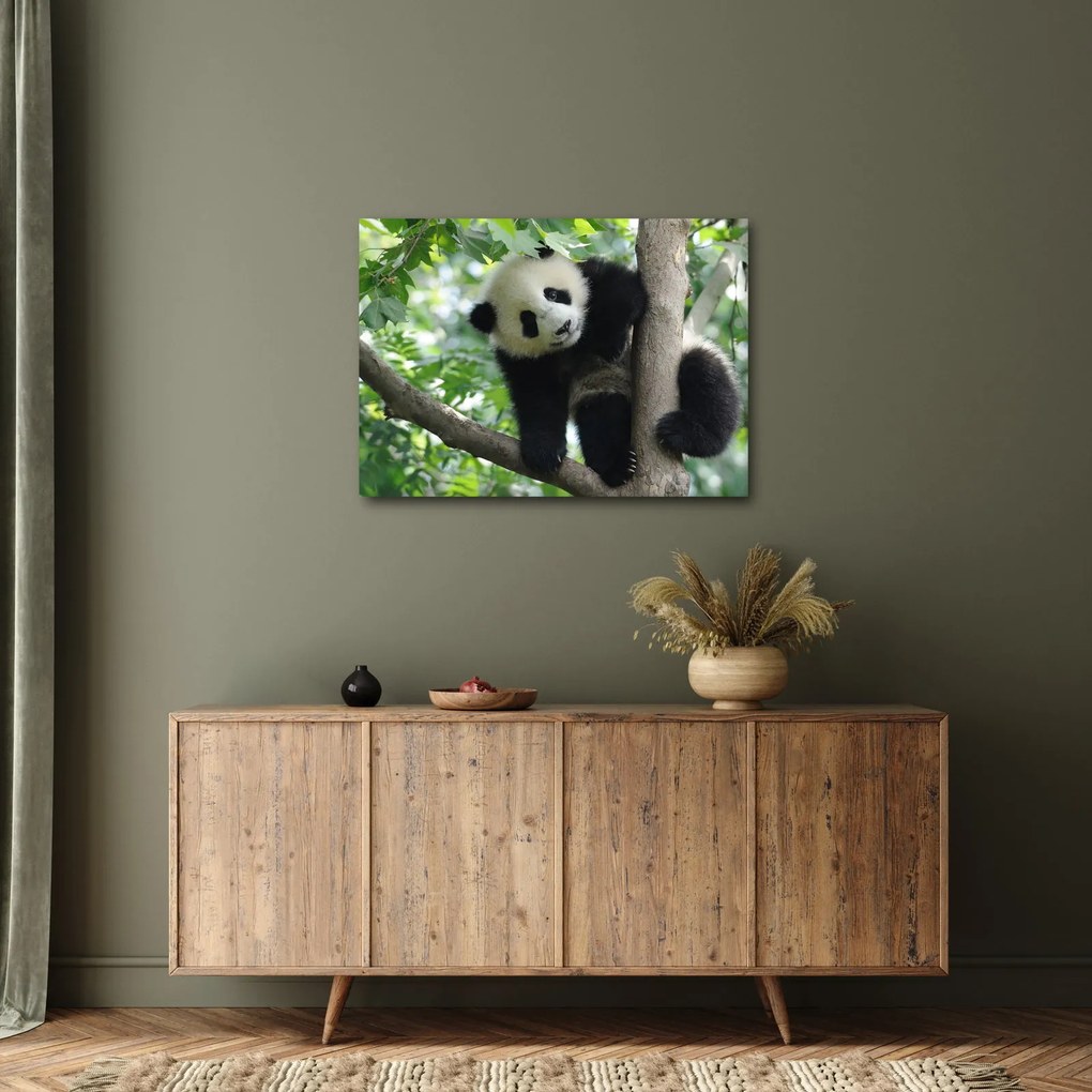 Obraz - Panda na drzewie (70x50 cm)