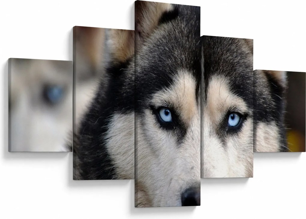 Obraz psa husky (125x70 cm)