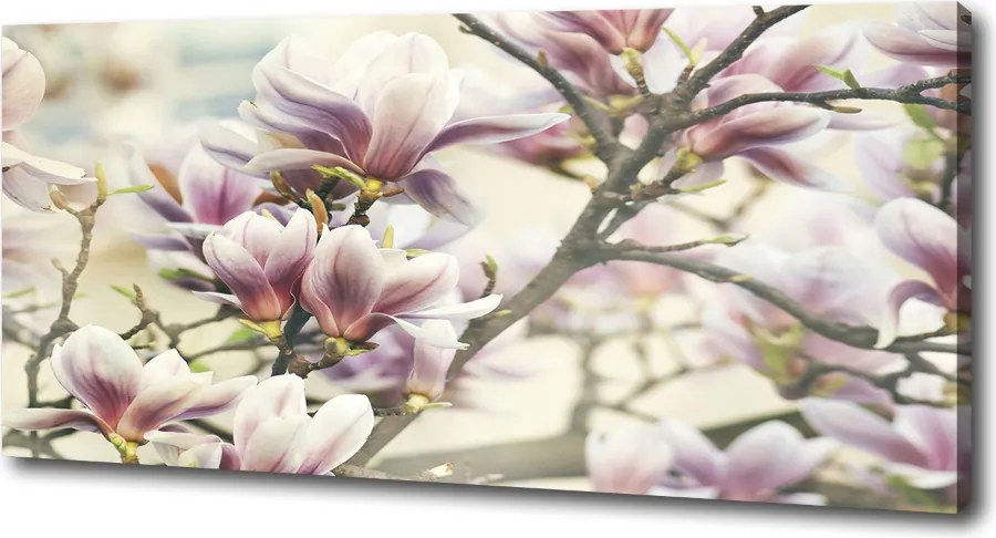 Foto obraz canvas Magnolia