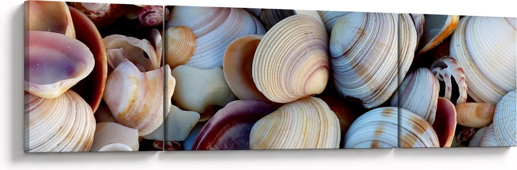 Obraz muszelek (170x50 cm)