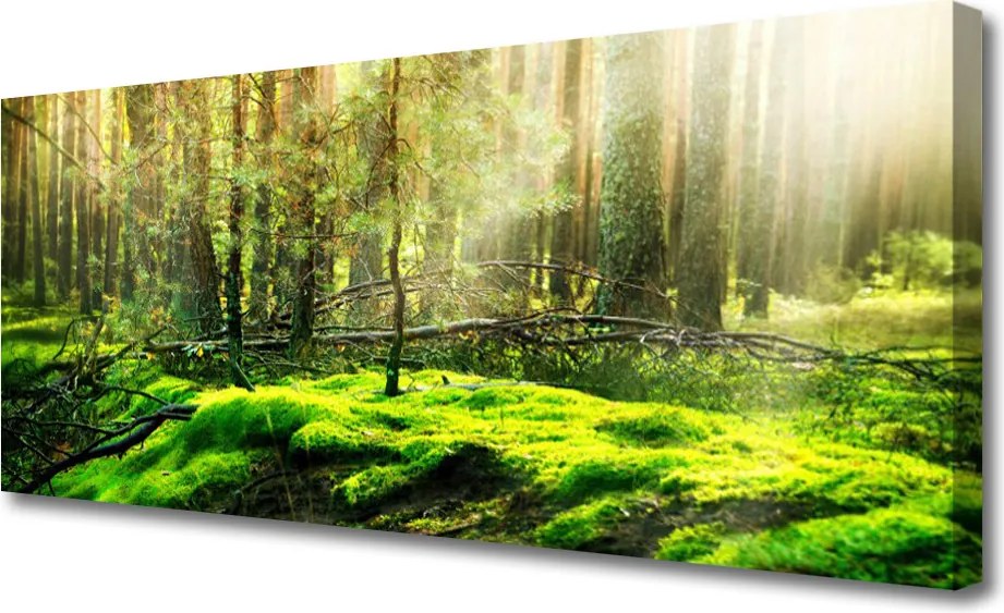 Obraz na płótnie Naturalny Zielony Mech