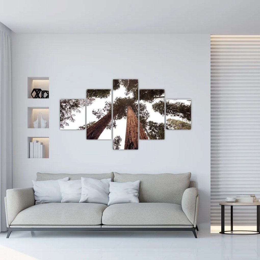 Obraz - Widok przez korony drzew (125x70 cm)