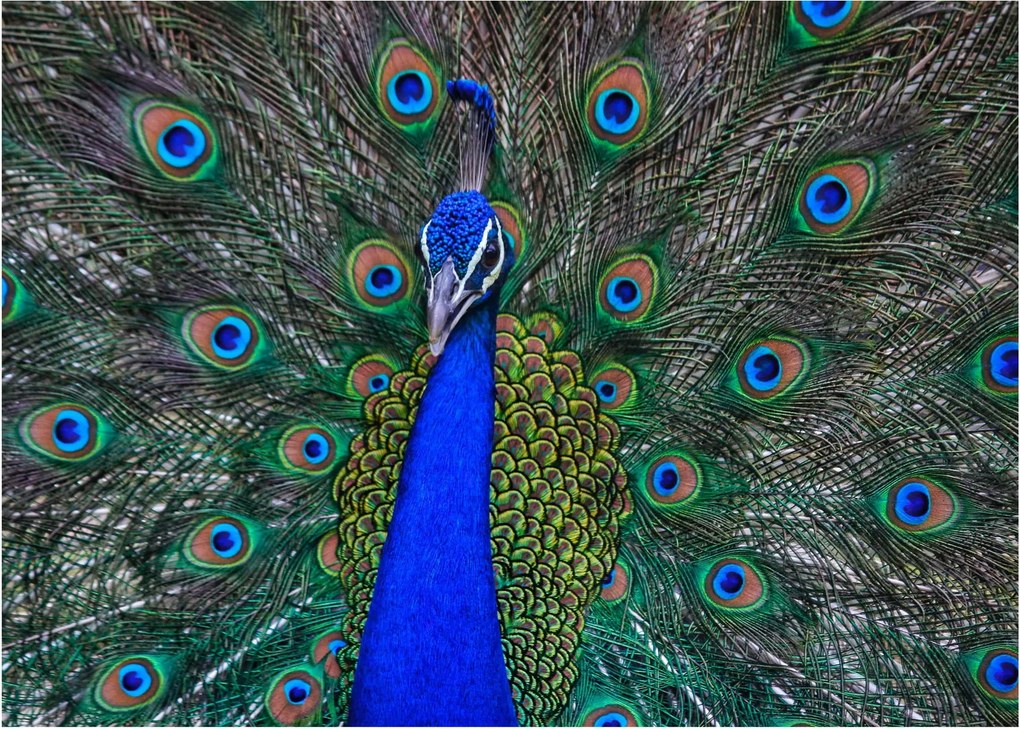 Obraz na szkle - Paw (70x50 cm)