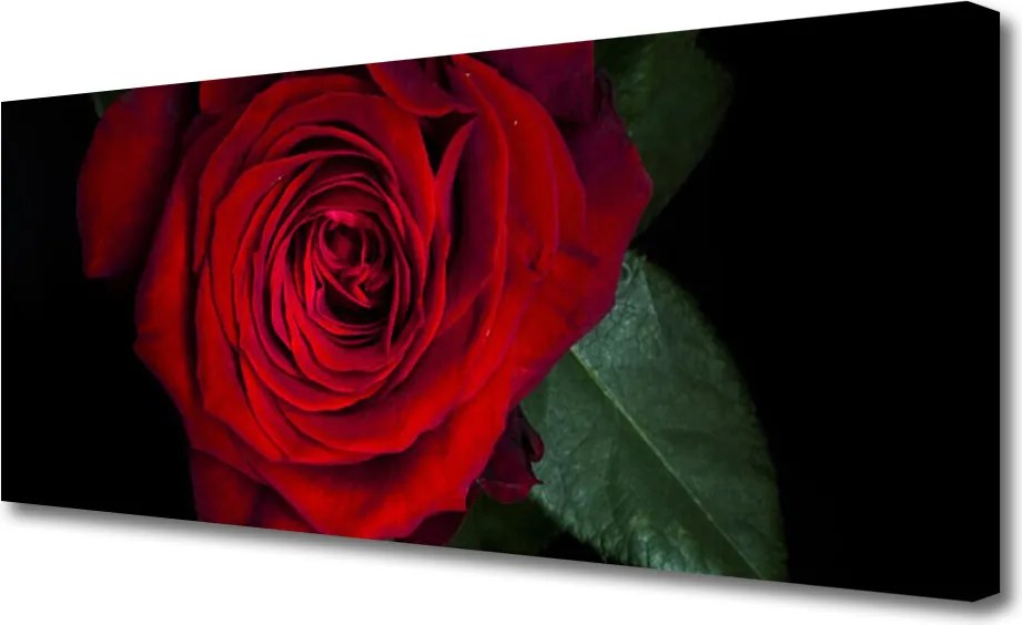 Obraz na płótnie Elegancka Róża w Zbliżeniu