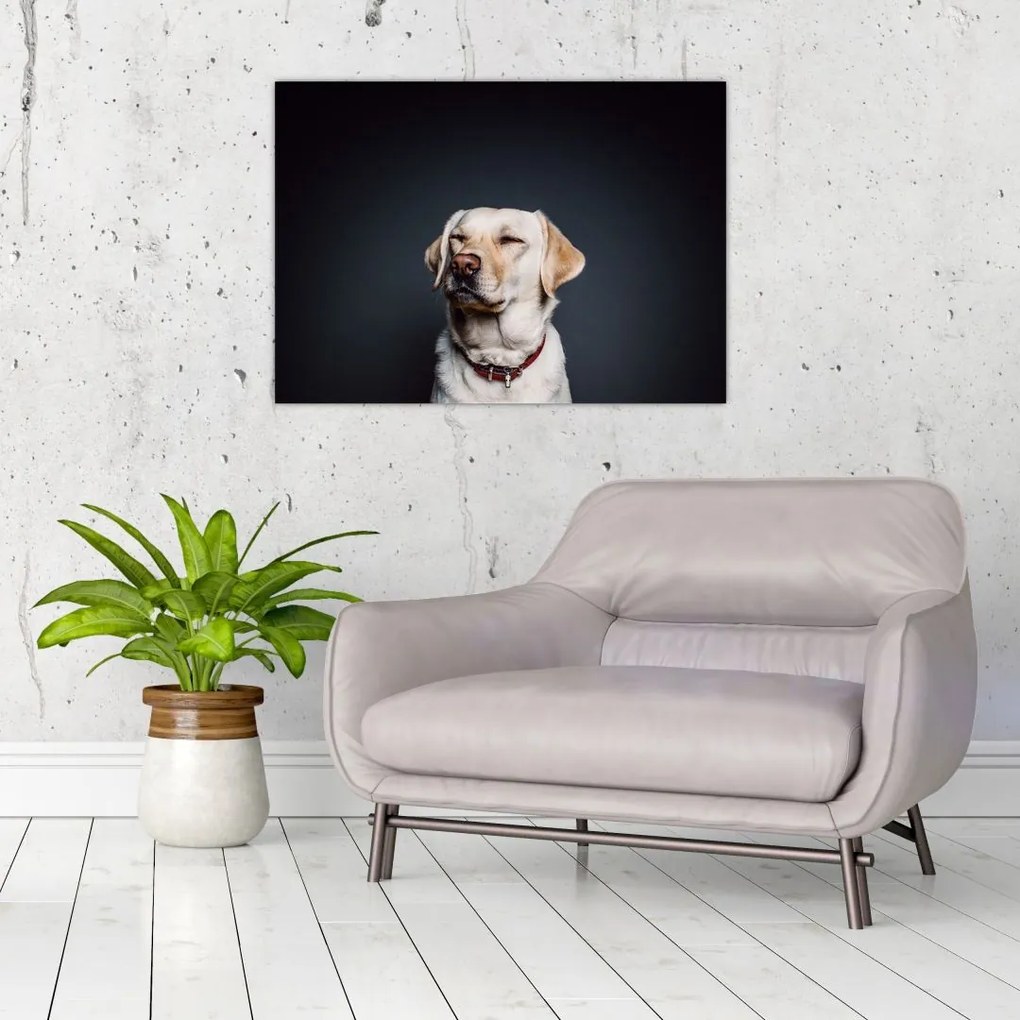 Obraz na szkle labradora (70x50 cm)
