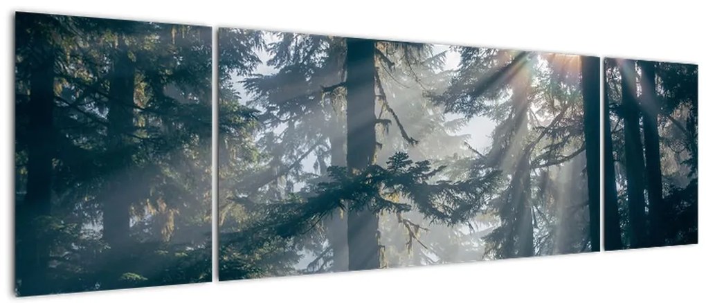 Obraz drzew, przez które prześwieca słońce (170x50 cm)