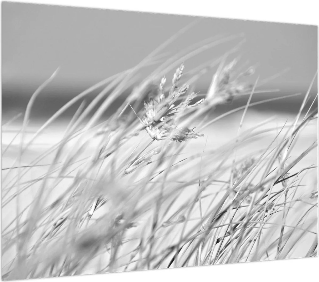 Obraz - Trawa plażowa (70x50 cm)