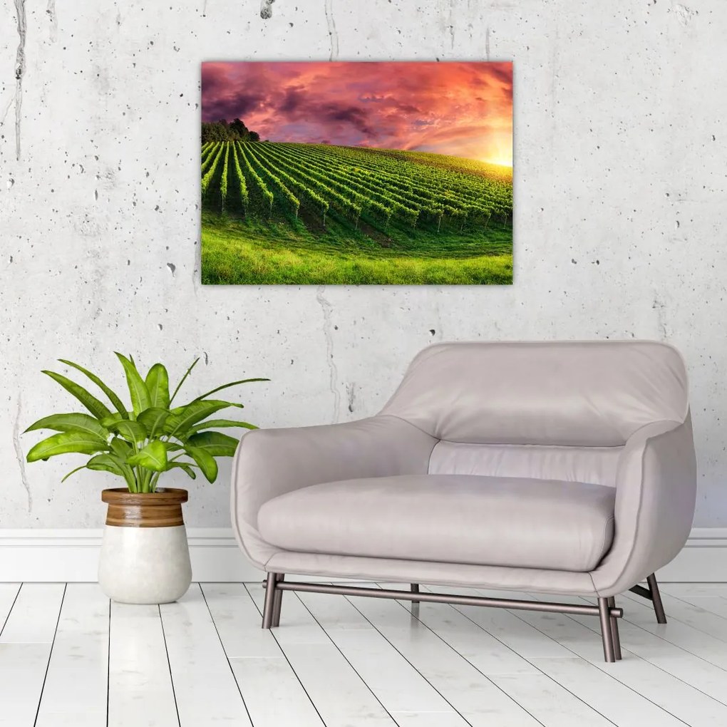 Obraz winnicy z kolorowym niebem (70x50 cm)