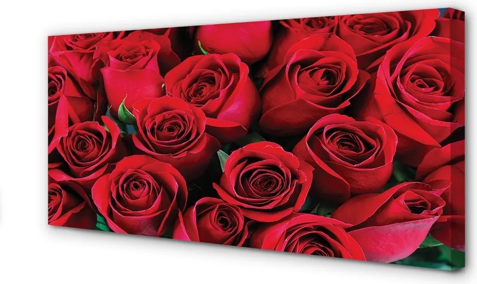 Duży obraz na płótnie Rozkwit Czerwonych Róż