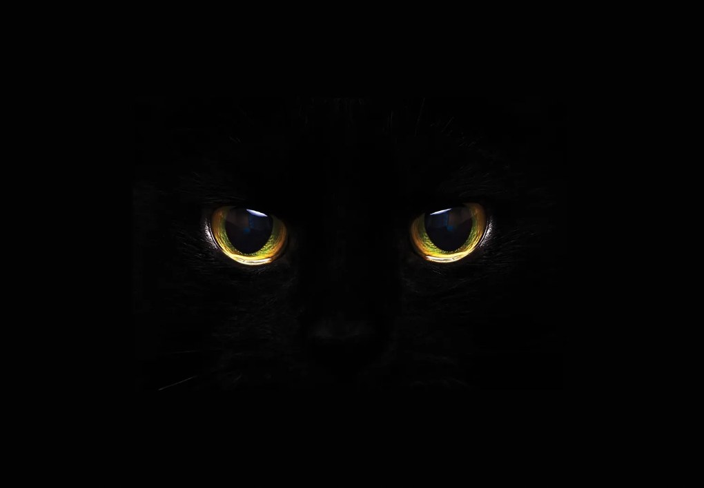 Fototapeta - Kocie oczy (196x136 cm)