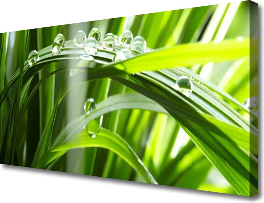 Obraz canvas Perlista Rosa na Trawie