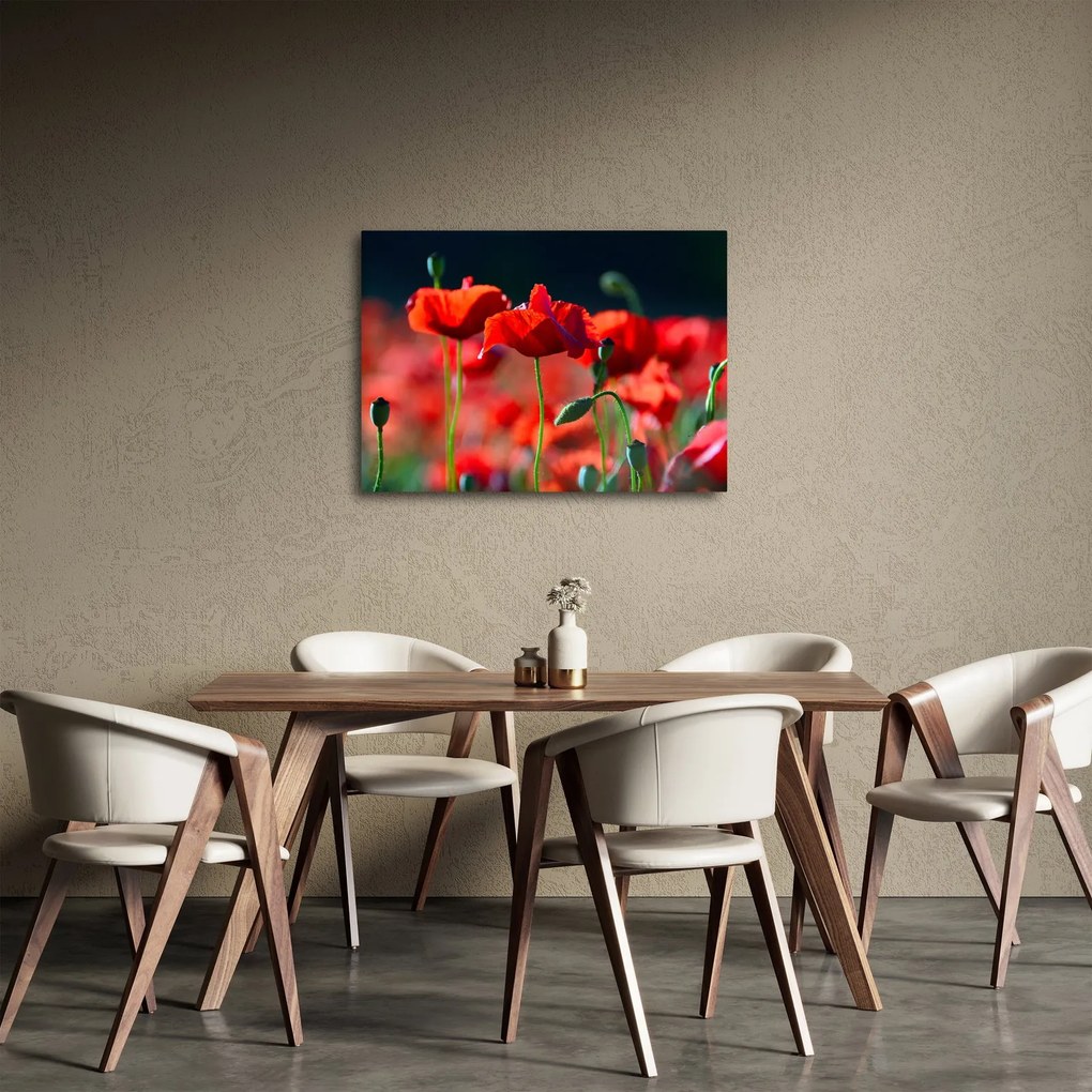 Obraz - maki (70x50 cm)