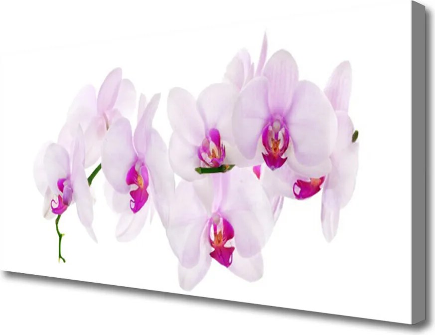 Obraz canvas Pastelowy Ogród Botaniczny