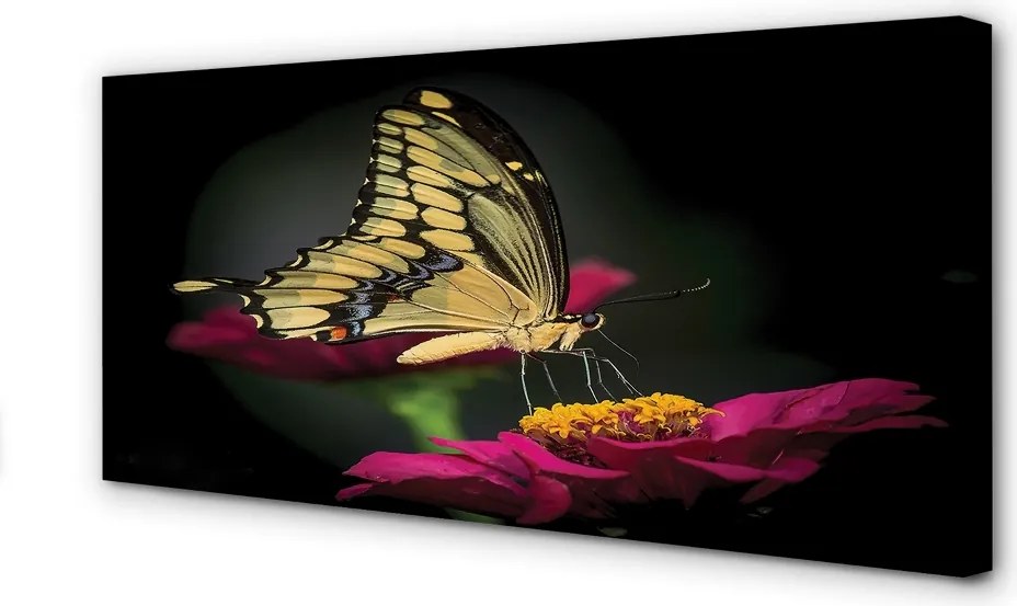 Obraz na płótnie Motyl na Roślinie