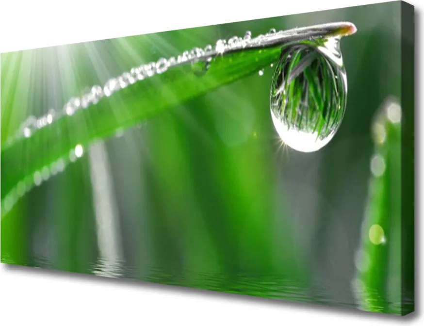 Obraz canvas Perlista Rosa na Źdźble Trawy