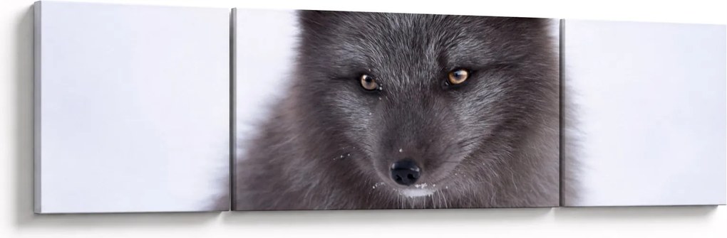 Obraz lisa śnieżnego (170x50 cm)