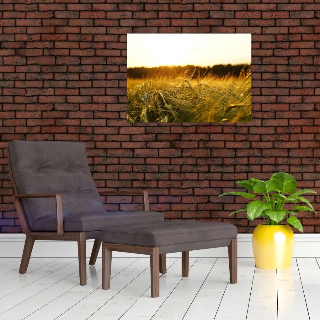 Obraz zroszonej trawy (70x50 cm)