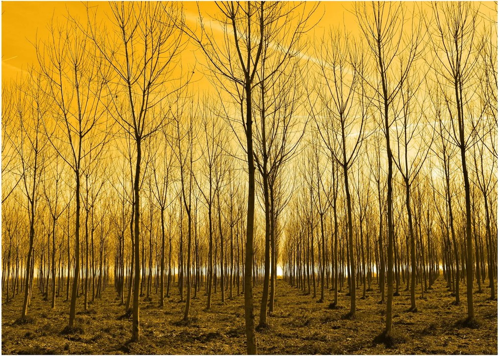 Obraz na szkle - las o zachodzie słońca (70x50 cm)